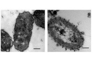 Влияние наночастиц серебра на кишечные бактерии E. coli K-12, L. acidophilus ADH и B. Animalis Bif-6